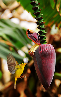 Vogel bij bananenboom (San Marcos La Laguna, Guatemala)